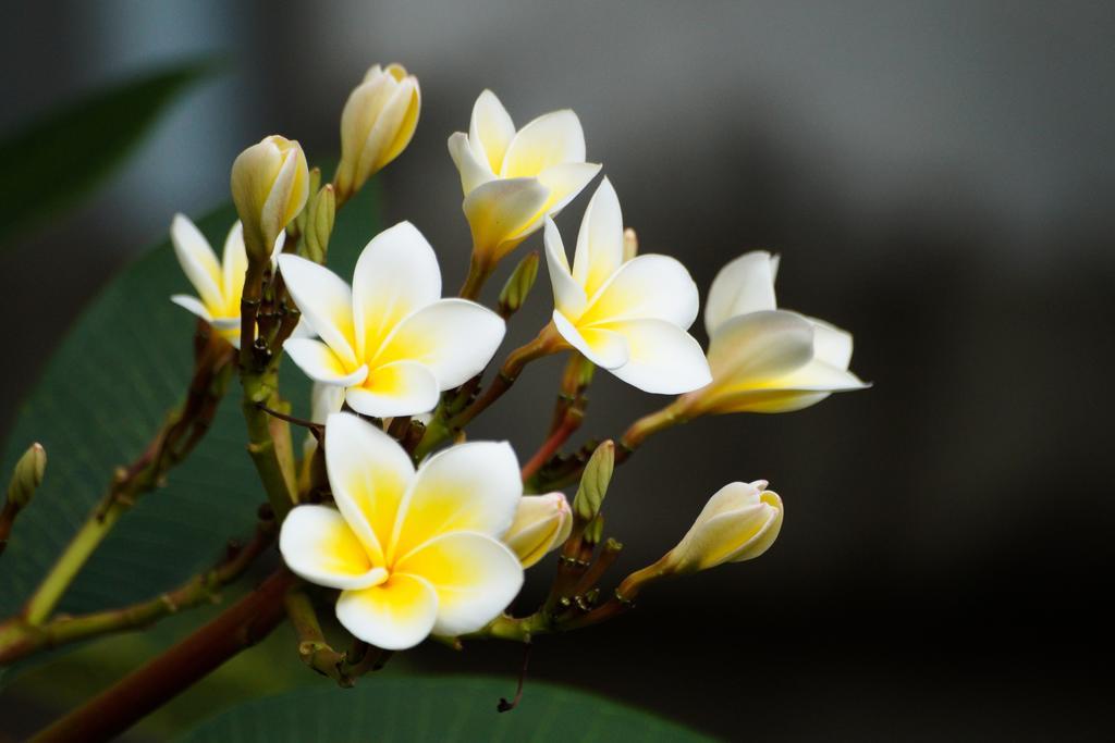 Thai Dee Garden
